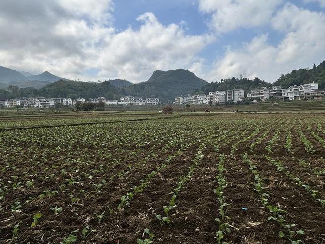 九游體育網(wǎng)站:桐梓縣官倉(cāng)鎮(zhèn):構(gòu)建“53115”產(chǎn)業(yè)體系奏響鄉(xiāng)村振興新樂(lè)章(圖5)