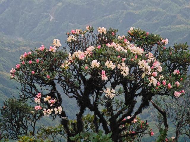 廣西金秀縣將舉辦杜鵑花文化旅游節(jié)(圖1)